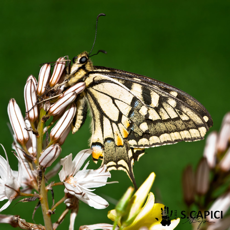 maschio di Papilio machaon ?